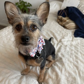 Styles Pet Grooming - Pet Groomers Near Me - Yucaipa, California Styles Pet Grooming - Pet Groomers Near Me - Yucaipa, California