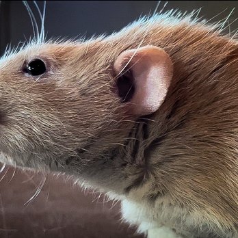 Furball Critters - Pet Breeders Near Me - Santa Cruz, California Furball Critters - Pet Breeders Near Me - Santa Cruz, California