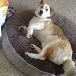 Critter Sitter - Blue just chillin'