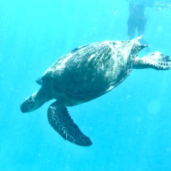 Snorkel Manu Kai Catamaran - Snorkeling Near Me - Honolulu, Hawaii Snorkel Manu Kai Catamaran - Snorkeling Near Me - Honolulu, Hawaii