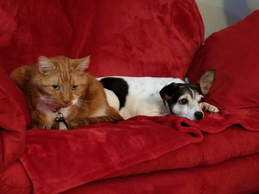 Shiloh Veterinary Hospital 2401 Emig Mill Rd Dover Pa Veterinarians Mapquest