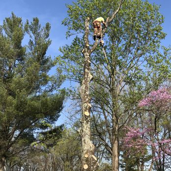 Aaron's Tree Service - Tree Services Near Me - Carbondale, Illinois Aaron's Tree Service - Tree Services Near Me - Carbondale, Illinois
