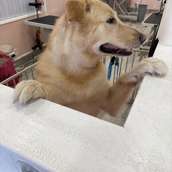 Dream Pet Grooming - Pet Groomers Near Me - Irvine, California Dream Pet Grooming - Pet Groomers Near Me - Irvine, California