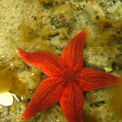 Dive Center - Gemeiner Seestern hier in rot, aber es gibt noch viel in der Ostsee  zu entdecken.