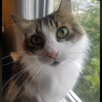 PETS Referral Center - Veterinarians Near Me - Berkeley, California