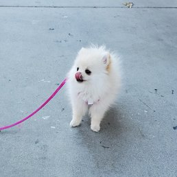 My teacup Pomeranian, Peach My teacup Pomeranian, Peach