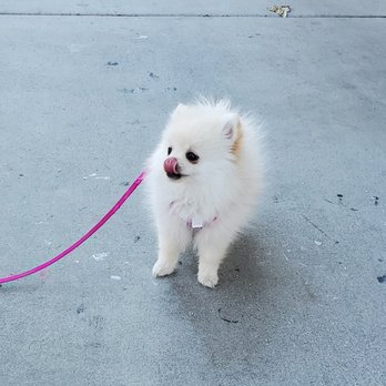 Mochi Pomeranian - My teacup Pomeranian, Peach - Pet Breeders Near Me Mochi Pomeranian - My teacup Pomeranian, Peach - Pet Breeders Near Me