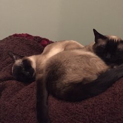Village Veterinary Clinic - Clara and Izzy