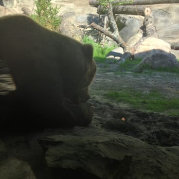 John Ball Zoo - Bear chewing on a huge knucklebone. - Zoos Near Me - Grand Rapids, Michigan
