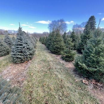 Hirt Tree Farm - Tree Services Near Me - Westminster, Maryland Hirt Tree Farm - Tree Services Near Me - Westminster, Maryland