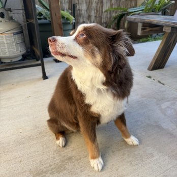Salty Dogs Pet Styling - Neat and trimmed paws. - Pet Groomers Near Me - San Clemente, California