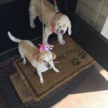 Canine Image - Ready to go - Pet Groomers Near Me - San Diego, California