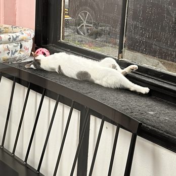 Beans Cat Cafe - Themed Cafes Near Me - Beacon, New York