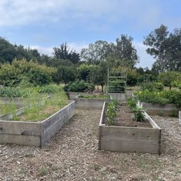 Fantastic garden - best romaine lettuce Fantastic garden - best romaine lettuce
