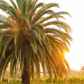Merriam Vineyards - a picnic table under a palm tree - Wineries Near Me - Healdsburg, California Merriam Vineyards - a picnic table under a palm tree - Wineries Near Me - Healdsburg, California