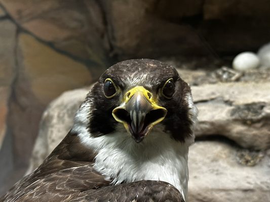 Milwaukee Public Museum by null