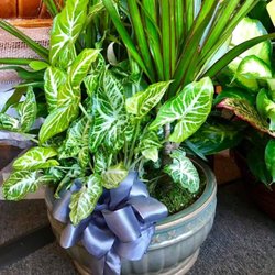 Expressions Florist