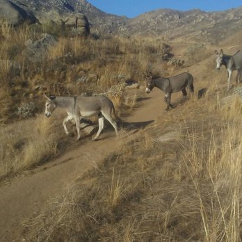 Box Springs Two Trees Trail - Wild donkeys on the trail. - Hiking Near Me - Riverside, California
