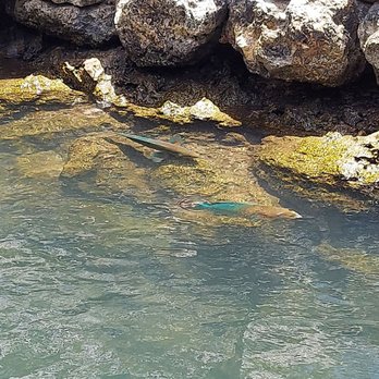 Florida Keys Aquarium Encounters - Parrot fish in lagoon - Aquariums Near Me - Marathon, Florida