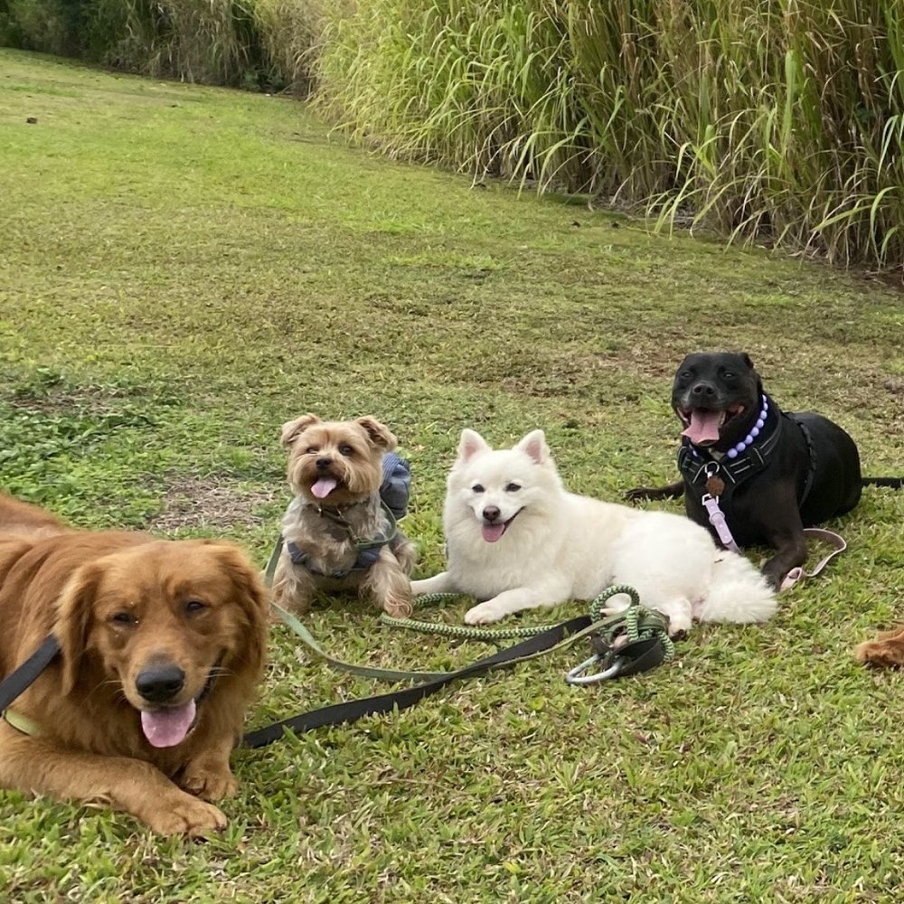 WolfPack Adventures HI - Dog Walkers Near Me WolfPack Adventures HI - Dog Walkers Near Me