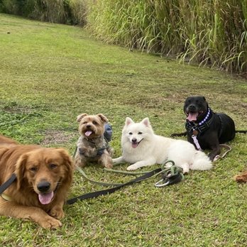 WolfPack Adventures HI - Dog Walkers Near Me WolfPack Adventures HI - Dog Walkers Near Me