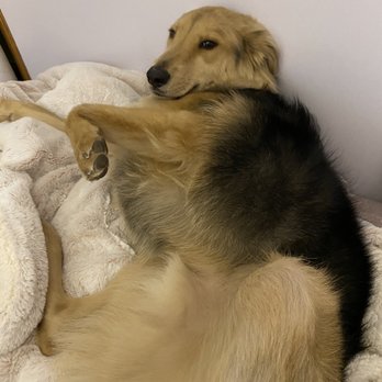 Canine Corner - Fluffy and all clean - Pet Groomers Near Me - Woodridge, Illinois Canine Corner - Fluffy and all clean - Pet Groomers Near Me - Woodridge, Illinois