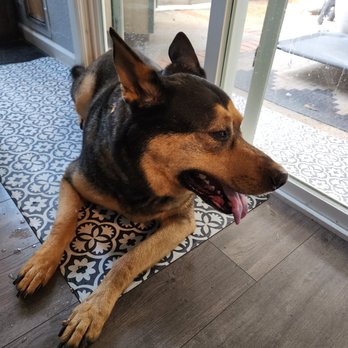 VIP DOGS Fast Grooming - Pet Groomers Near Me