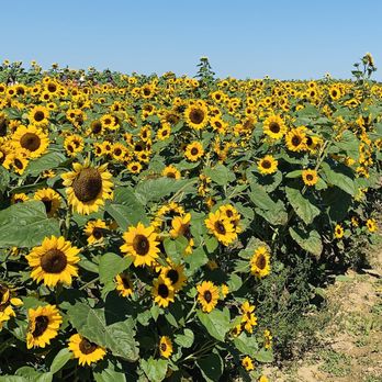 Ramseyer Farms - Sunflower Field - Pumpkin Patches Near Me - Wooster, Ohio Ramseyer Farms - Sunflower Field - Pumpkin Patches Near Me - Wooster, Ohio