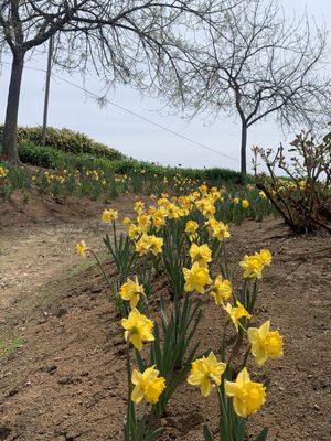Amador Flower Farm by null