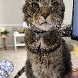 Angel’s Paws - Peanut