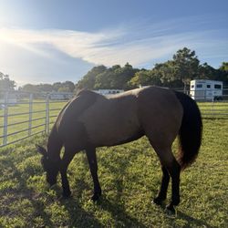 Sand And Spurs Equestrian Park