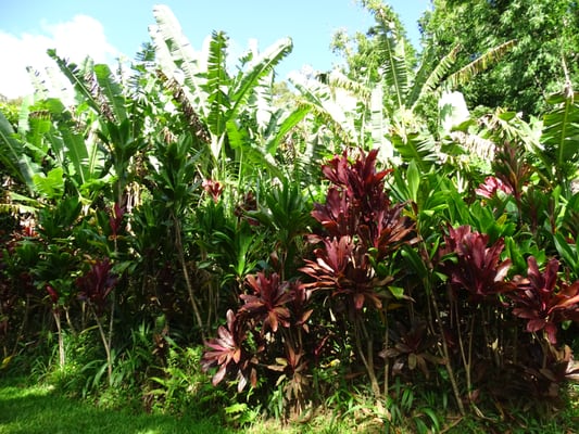 Waikamoi Nature Trailhead and Parking Area by null