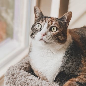 Wags and Whiskers - Cali! - Pet Sitting Near Me Wags and Whiskers - Cali! - Pet Sitting Near Me