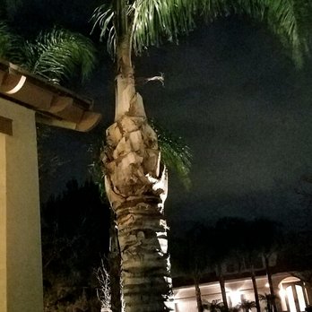 JBS Tree Care - Tree Services Near Me - Pomona, California