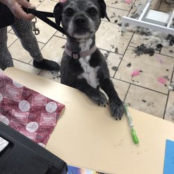 Bark Avenue Pet Salon