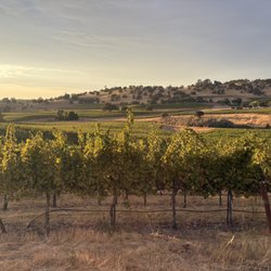Rancho Victoria Vineyard - Rancho Victoria Vineyard Views