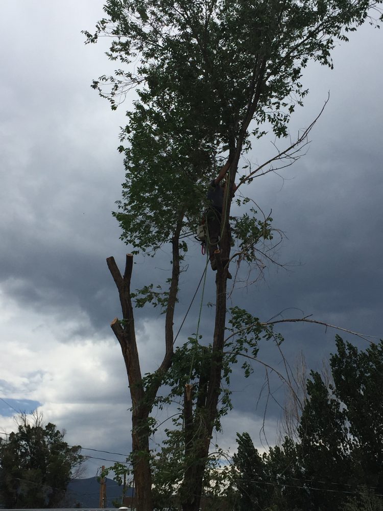 Mountain Shadows Tree Service and Excavating - tree service in Colorado Springs, CO