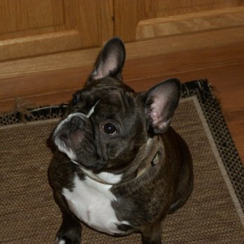 Dog Spot Hotel - Flash, our brindle french bulldog. - Pet Sitting Near Me - Melbourne, Florida