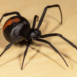Luna’s Pest Solutions - Spider control