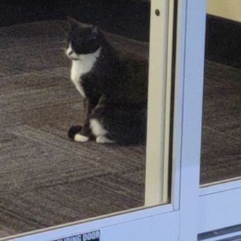 La Quinta by Wyndham Walker - Denham Springs - She was waiting for the staff to bring her treats!! - Hotels Near Me - Walker, Louisiana La Quinta by Wyndham Walker - Denham Springs - She was waiting for the staff to bring her treats!! - Hotels Near Me - Walker, Louisiana