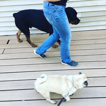 Lorenzo's Dog Training Team - Jax working with his owner off leash while Duke is being a good puppy distraction! - Pet Training Near Me Lorenzo's Dog Training Team - Jax working with his owner off leash while Duke is being a good puppy distraction! - Pet Training Near Me