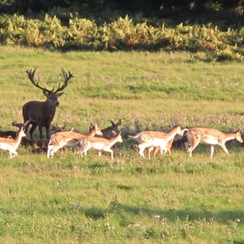 Richmond Park - Deer - Parks Near Me - Richmond, XGL Richmond Park - Deer - Parks Near Me - Richmond, XGL
