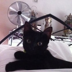 Heatons Cat Rescue Group - My little adoption she a real cutie