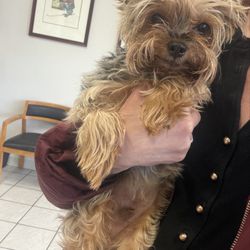 Animal Surgery & Care Center - thank you so much for taking care of my guy and his rotten mouth DR Terry! you are the best. highly recommend.