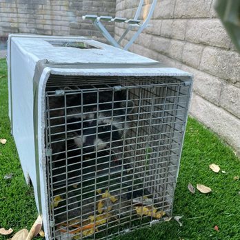 Mighty Men Pest Control - Wait, haven't I seen you in one of those MCU movies!? - Wildlife Control Near Me