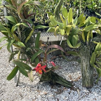 Palmer Orchids - Nurseries & Gardening Near Me - Bradenton, Florida