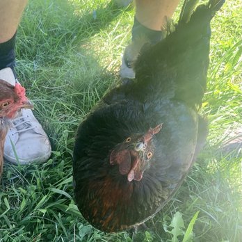 8 Hands Farm - Funny chicken under our table - Farms Near Me - Cutchogue, New York 8 Hands Farm - Funny chicken under our table - Farms Near Me - Cutchogue, New York