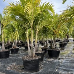 Florida Paradise Landscaping - Adonidia "Christmas Palm" (triple), 25 gallon & 45 gallon
