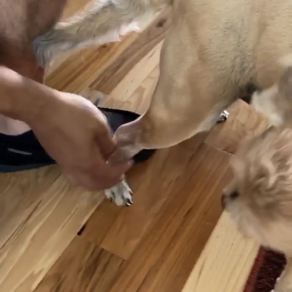 PetSmart - Specifically asked them to shave his tail.... - Pet Stores Near Me - Rohnert Park, California PetSmart - Specifically asked them to shave his tail.... - Pet Stores Near Me - Rohnert Park, California