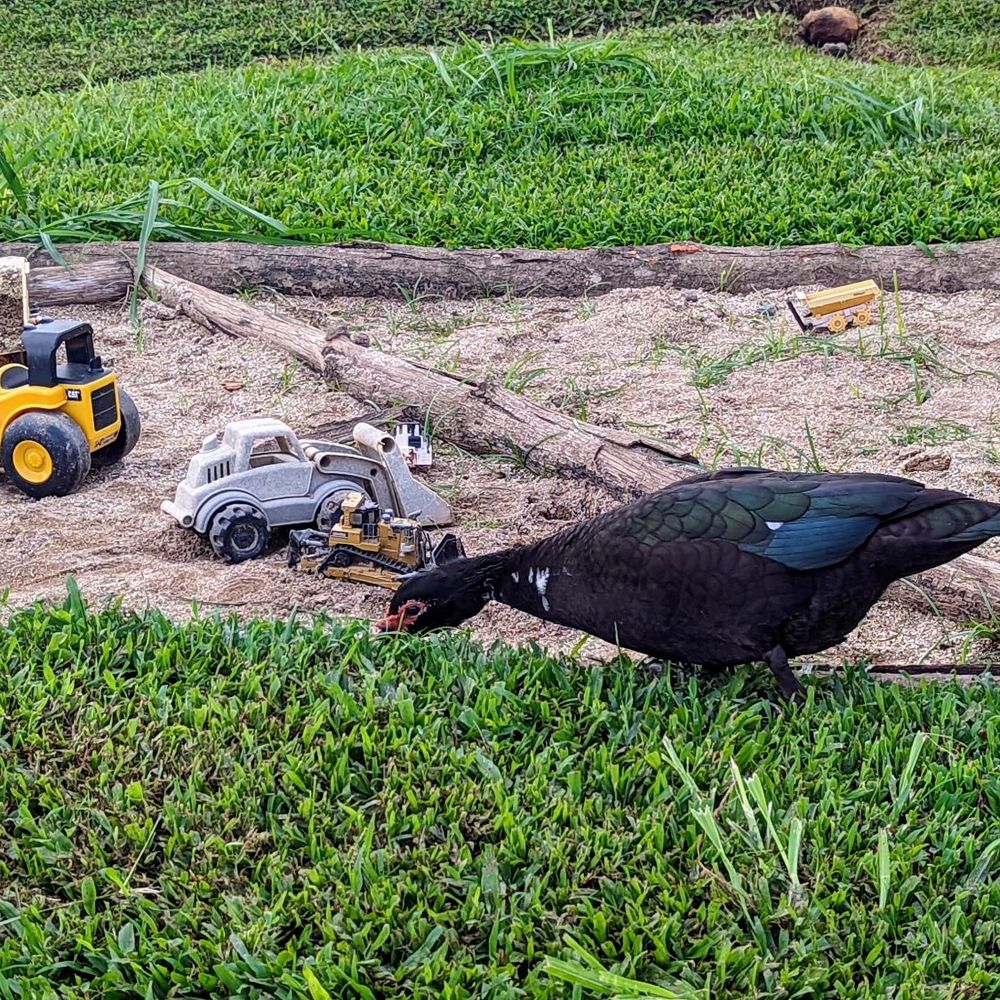 Waipi’o Fruit Shack - Sandbox for the kids - Fruits & Veggies Near Me - Honokaa, Hawaii Waipi’o Fruit Shack - Sandbox for the kids - Fruits & Veggies Near Me - Honokaa, Hawaii